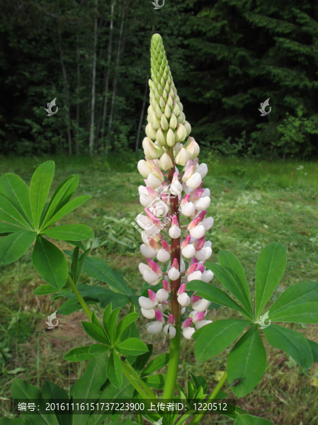 Lupin（羽扇豆）；家庭Fabaceae