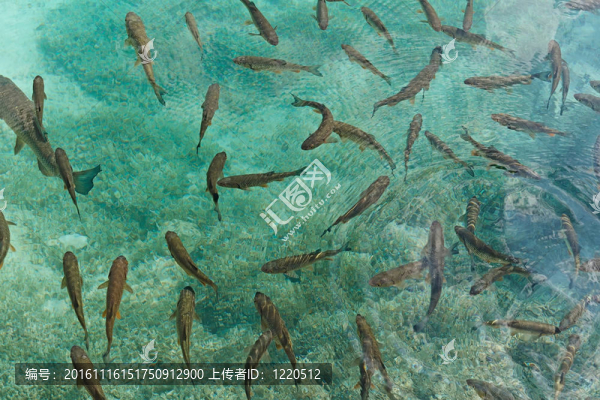 鏡頭俯視透明的水
