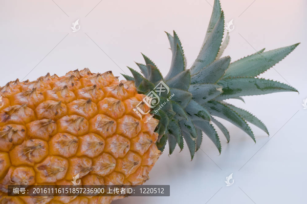 菠蘿
