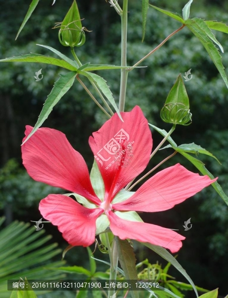 一個(gè)奇異的沼澤芙蓉花
