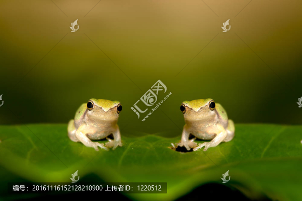 樹葉上的嬰兒樹蛙