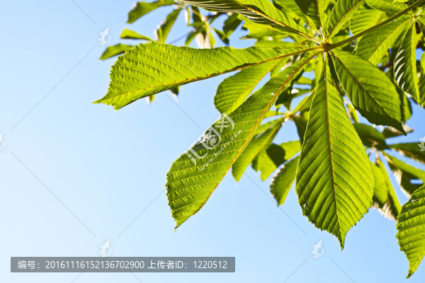 新鮮茂盛