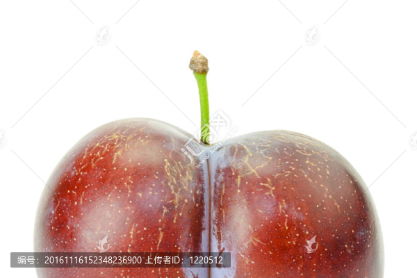 新鮮成熟的孿生梅花孤立在白色