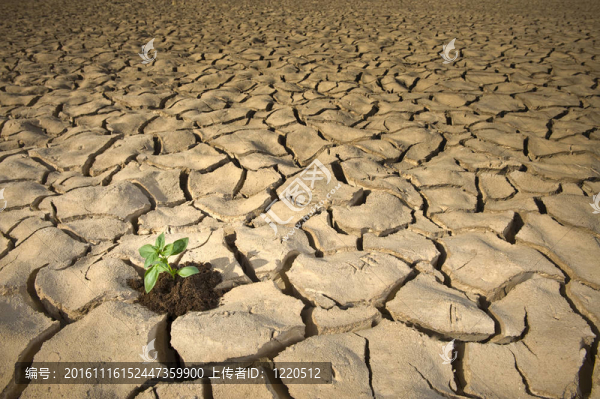 小植物裂土