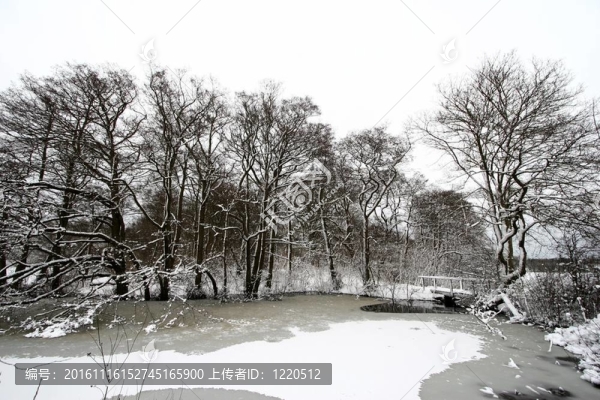 氣候；寒冷；丹麥；森林；森林；Frozen；自然
