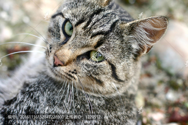 貓-匯圖網(wǎng) www.fosd68.com 貓