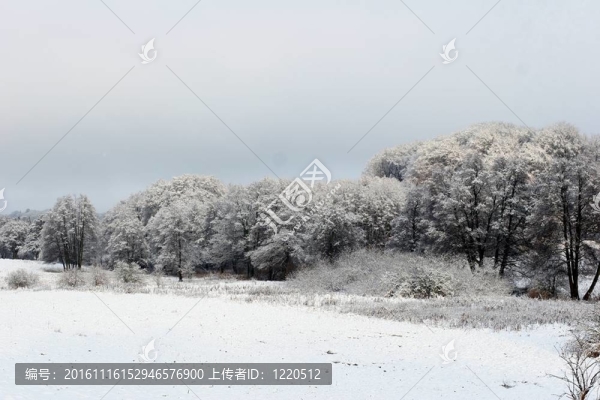 氣候；寒冷；丹麥；森林；森林；Frozen；自然