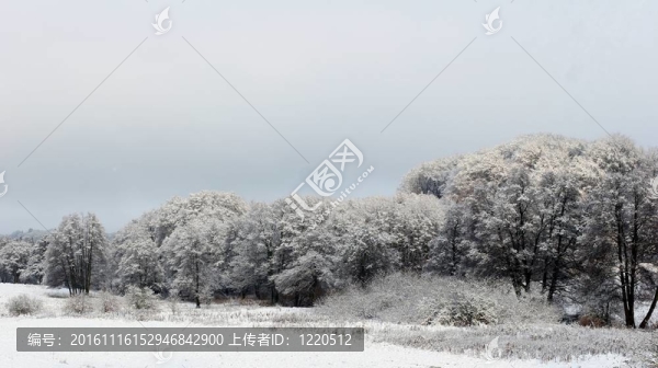 氣候；寒冷；丹麥；森林；森林；Frozen；自然