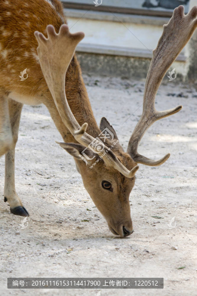 Cervus,Dama鹿