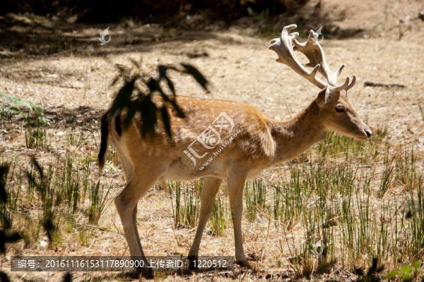Cervus,Dama鹿