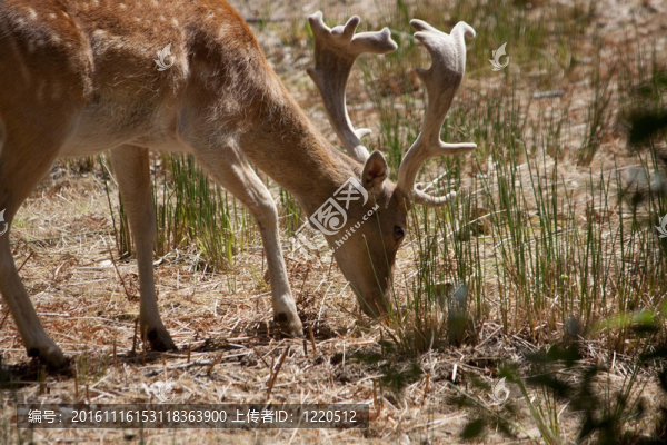 Cervus,Dama鹿