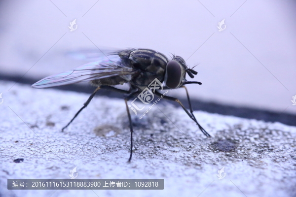 蒼蠅