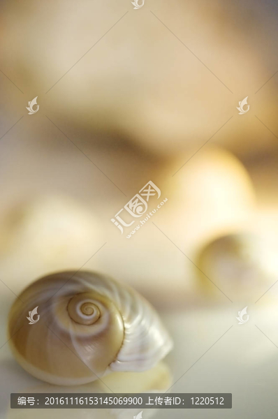 海貝殼