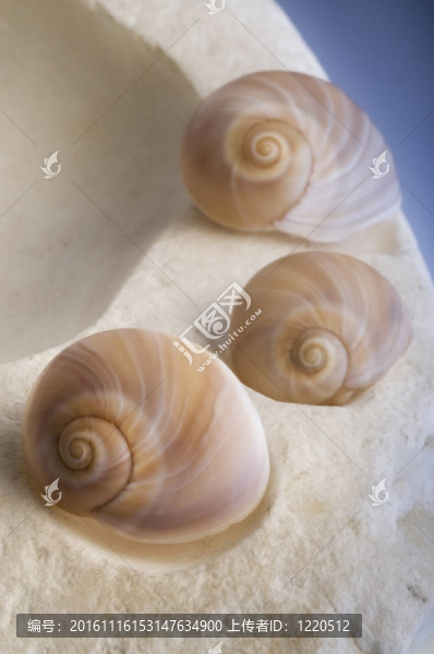 海貝殼