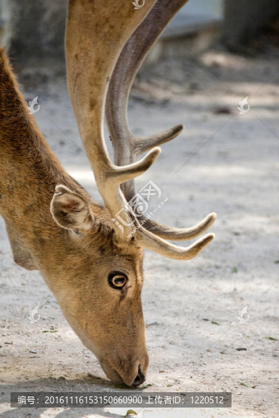 Cervus,Dama鹿