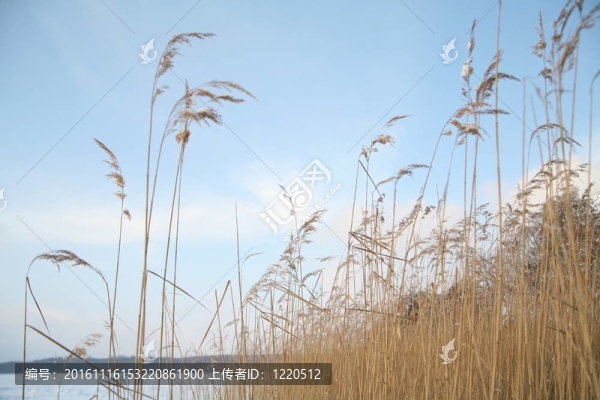 冬天的湖