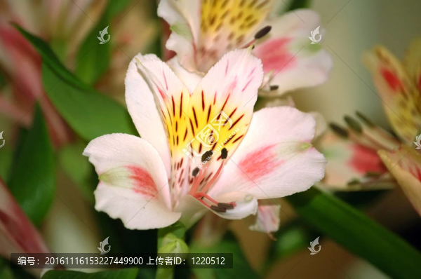 六出花