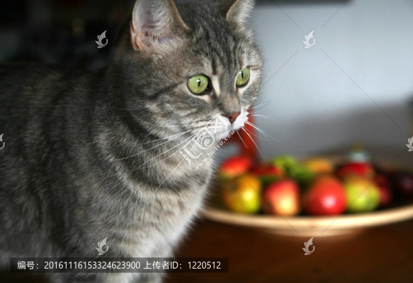 貓
