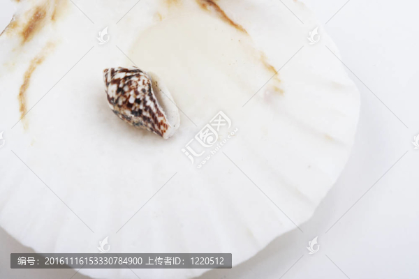 男人手上的貝殼。