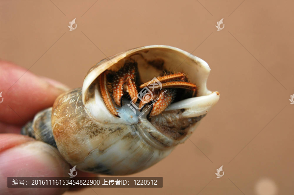 寄居蟹