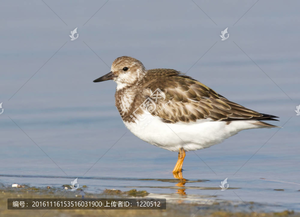 Ruddy,Turnstone；Arenaria的任何
