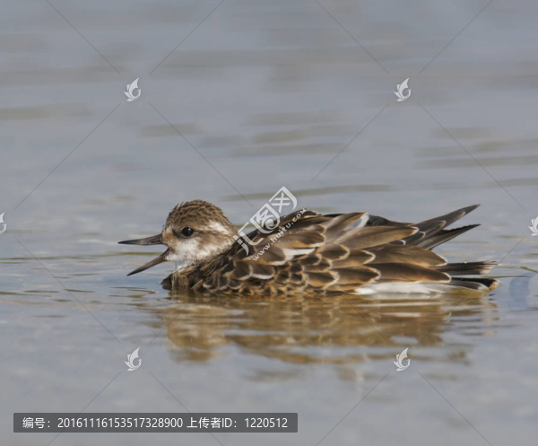 Ruddy,Turnstone；Arenaria的任何