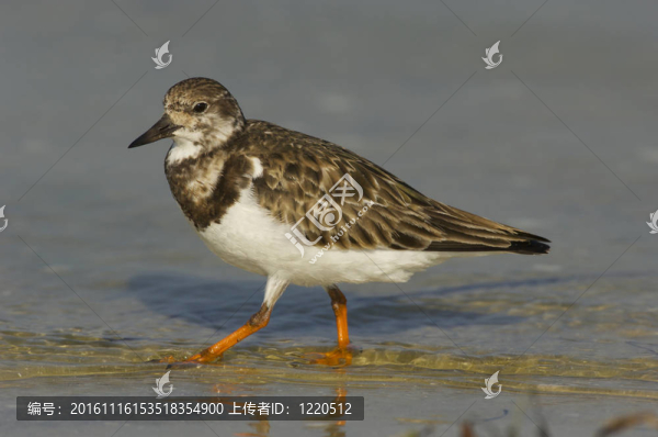 Ruddy,Turnstone；Arenaria的任何