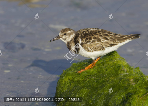 Ruddy,Turnstone；Arenaria的任何