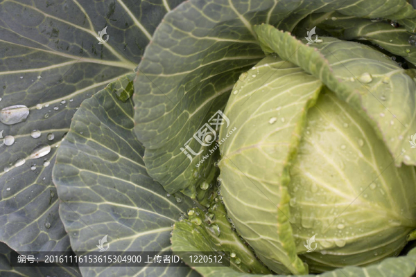 新鮮的卷心菜