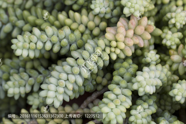 肉質(zhì)植物
