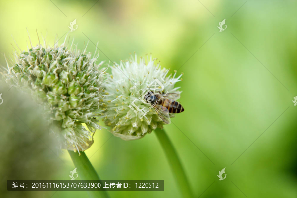 蔥的花