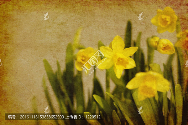 老式的水仙花