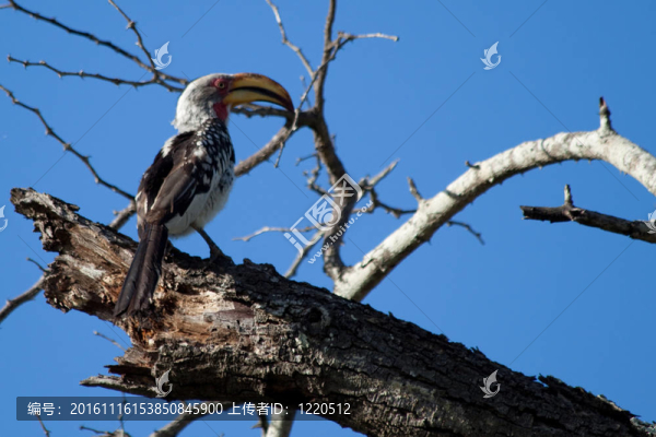 黃嘴犀鳥