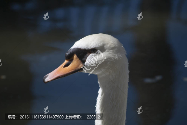 天鵝簡介