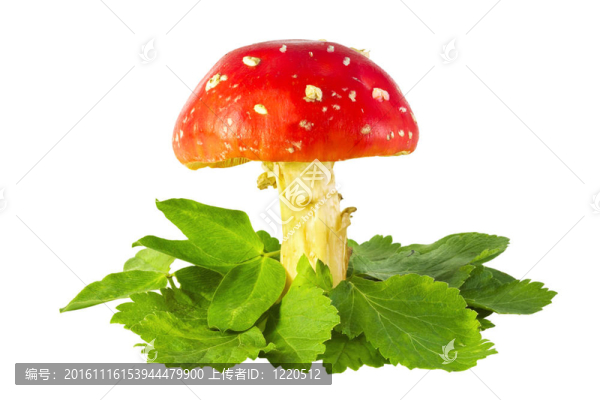 鵝膏菌