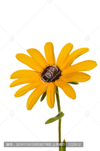 Black,Eyed,Susan（Rudbeckia,Hirta）
