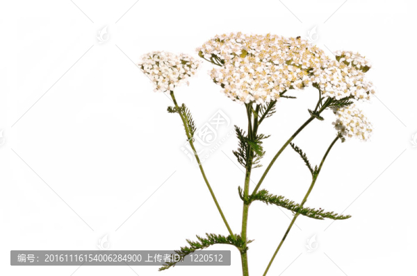 白蓍草的野花