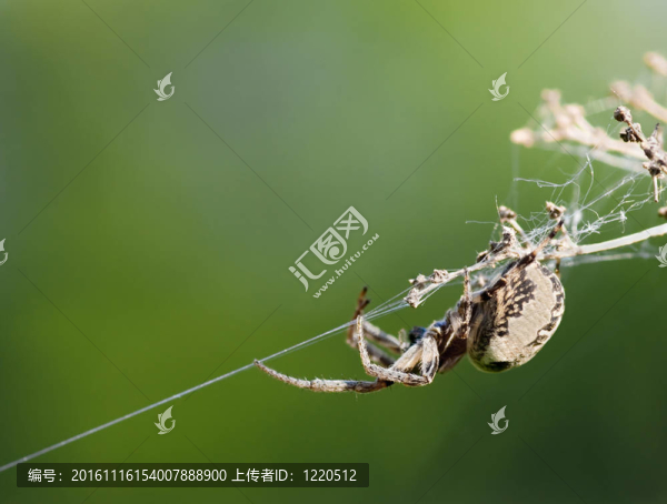 蜘蛛在網(wǎng)絡(luò)上爬行