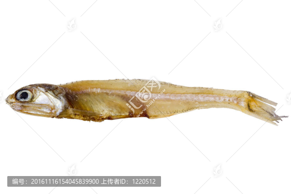 干魚