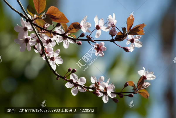 春蕾