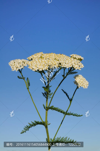 白蓍草的野花