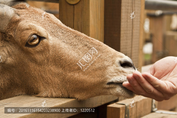 飼養(yǎng)山羊