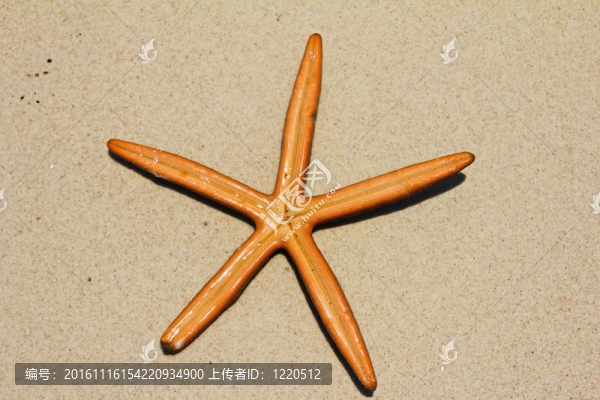 海星