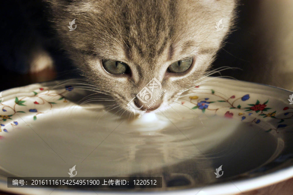 貓