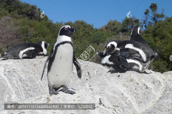 海灘上的企鵝