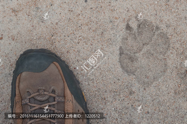 獅子的足跡