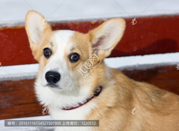 威爾士柯基犬