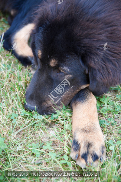 藏獒幼犬