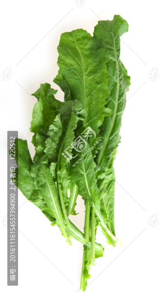 新鮮的芝麻葉-匯圖網(wǎng) www.fosd68.com 新鮮的芝麻葉