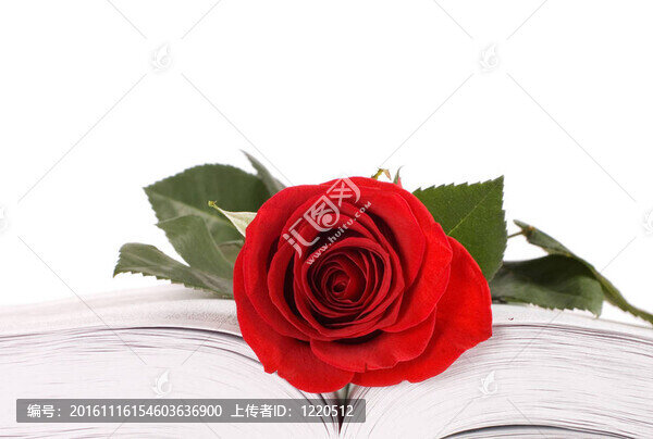 美麗的紅玫瑰上的書孤立